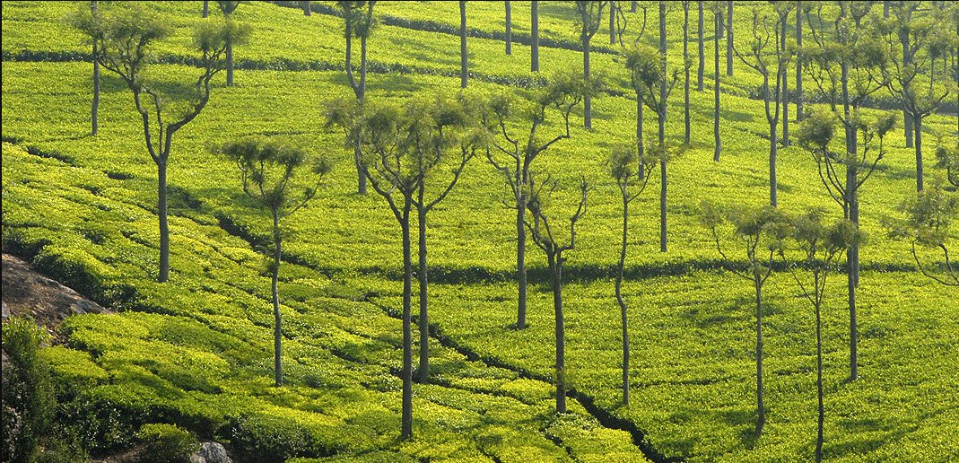 Ooty, Udhagamandalam, Nilgiris, Tamil Nadu - Vushii.com Ooty, Udhagamandalam, Nilgiris, Tamil Nadu - Vushii.com